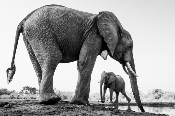 ‘The detail of this drinking elephant was made more prominent by the bland sky. But it’s the presence of the other elephant in the background, framed by the one in front, that completes the image.’ Mashatu Game Reserve, Botswana