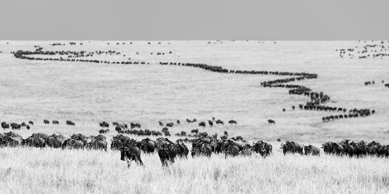 ‘The wildebeest migration in the Masai Mara is one of nature’s greatest shows. Approximately 1.5 million wildebeests follow each other over the plains, from the Serengeti to Kenya and back, each year.’ Masai Mara, Kenya