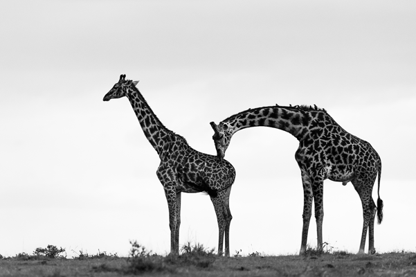 ‘Capturing the profile of animals on top of a ridge allows you to highlight their natural elegance. This mating pair of giraffes put on a remarkably artistic show.’ Masai Mara, Kenya