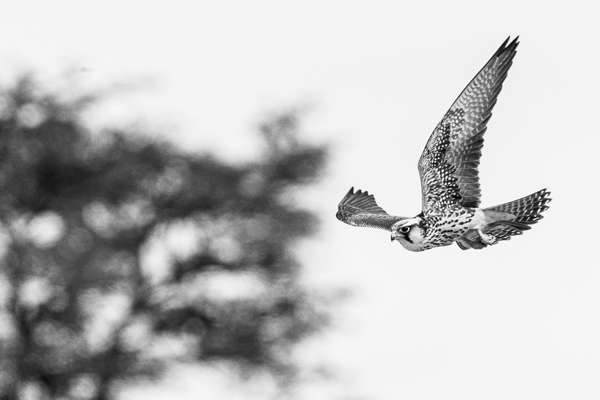 ‘Flying ants come out after the rain, creating a feast for small raptors and other birds. I was fortunate to capture this lanner falcon in flight.’ Kgalagadi Transfrontier Park, South Africa