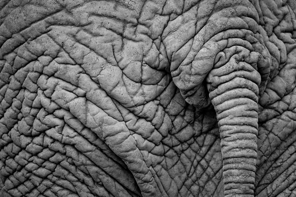 ‘Zooming in close on the elephant’s hindquarters resulted in an interesting, textured image.’ Okavango Delta, Botswana